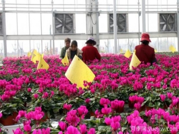 扬州高邮：每天发货30万株，花工厂绽放乡村振兴致富花