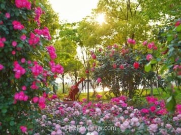 上海前滩休闲公园，月季花海盛景等你赏