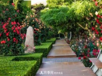 秦皇岛适合养月季花，市花和市树是什么